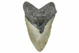 Fossil Megalodon Tooth - North Carolina #275548-1